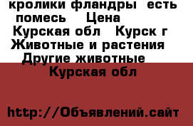 кролики фландры. есть помесь  › Цена ­ 1 000 - Курская обл., Курск г. Животные и растения » Другие животные   . Курская обл.